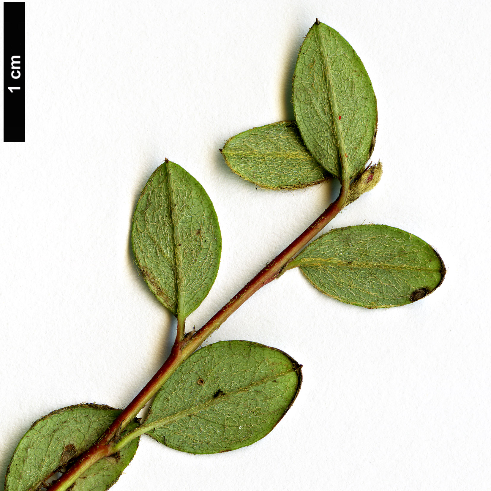 High resolution image: Family: Rosaceae - Genus: Cotoneaster - Taxon: elatus - SpeciesSub: ’Ruby’